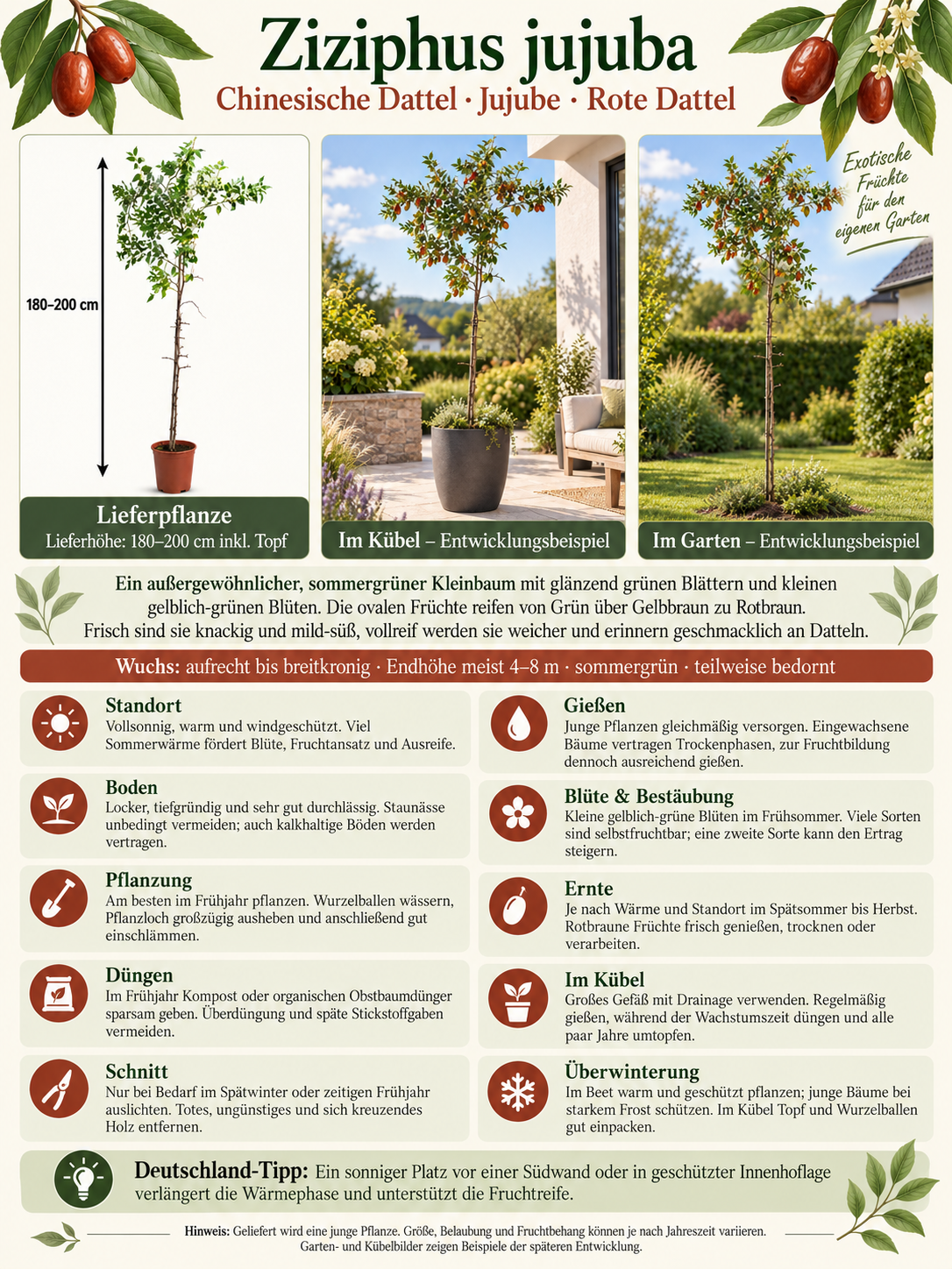 Ziziphus jujuba Größe L 180–200 cm – Chinesische Dattel, winterharter Jujube-Obstbaum