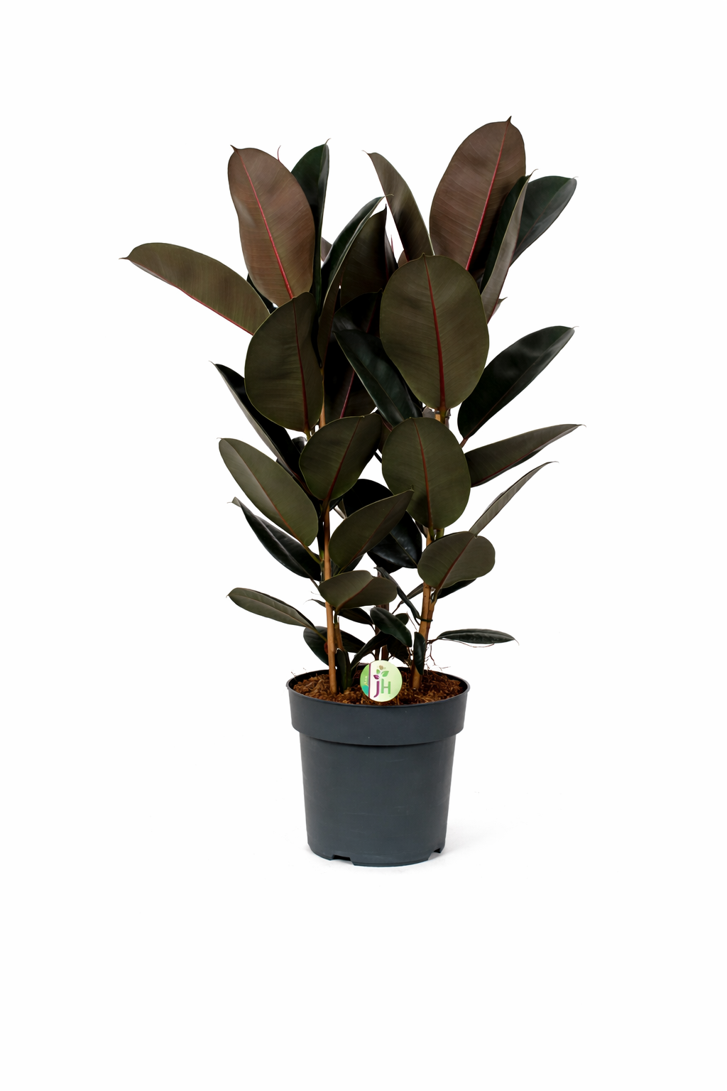 Gummibaum Abidjan ca 100 cm – Ficus elastica – 3 Pflanzen im Topf – XX –  Blumen-Senf®