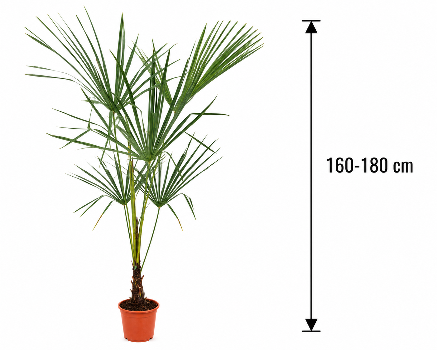Chinesische Hanfpalme 160–180 cm – Trachycarpus fortunei – Winterharte Fächerpalme für Garten, Terrasse und Kübel