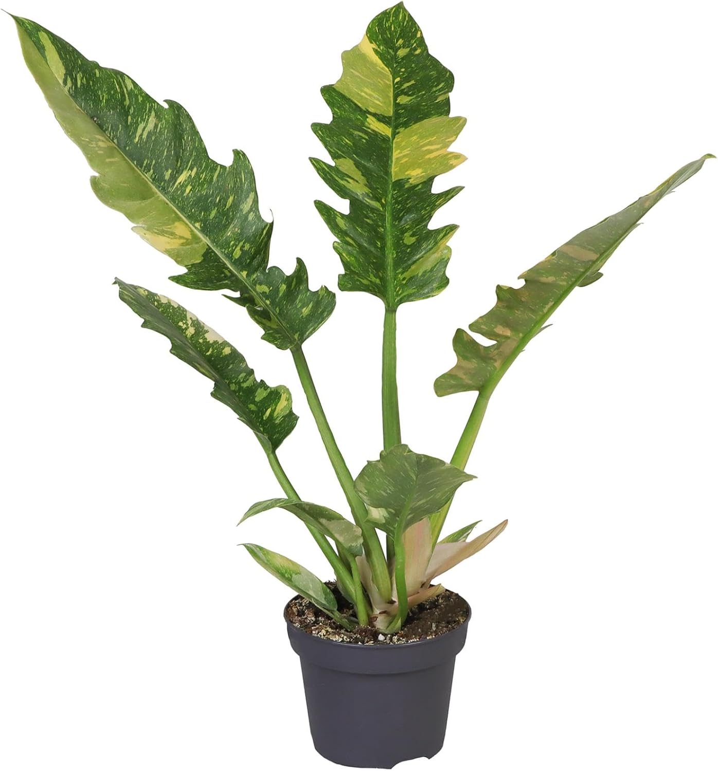 Philodendron Ring of Fire ca. 30 cm – Bunter Baumfreund Zimmerpflanze, seltene Grünpflanze, pflegeleicht & luftreinigend