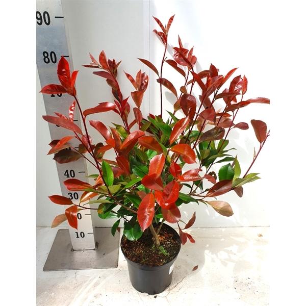 Rote Glanzmispel Red Robin ca. 40 cm Photinia fraseri 'Red Robin'