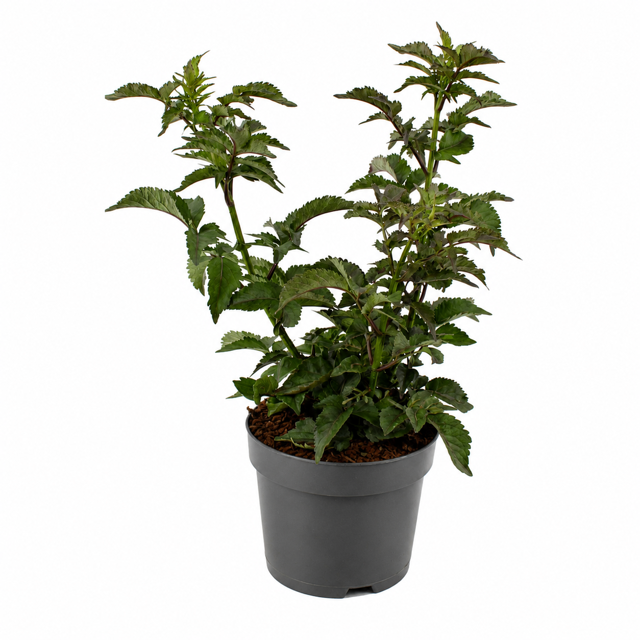 Säulen-Holunder 'Black Tower' 40–60 cm – Schwarzer Holunder | Sambucus nigra 'Black Tower' | Dunkellaubiger Zierholunder mit schwarzrotem Laub