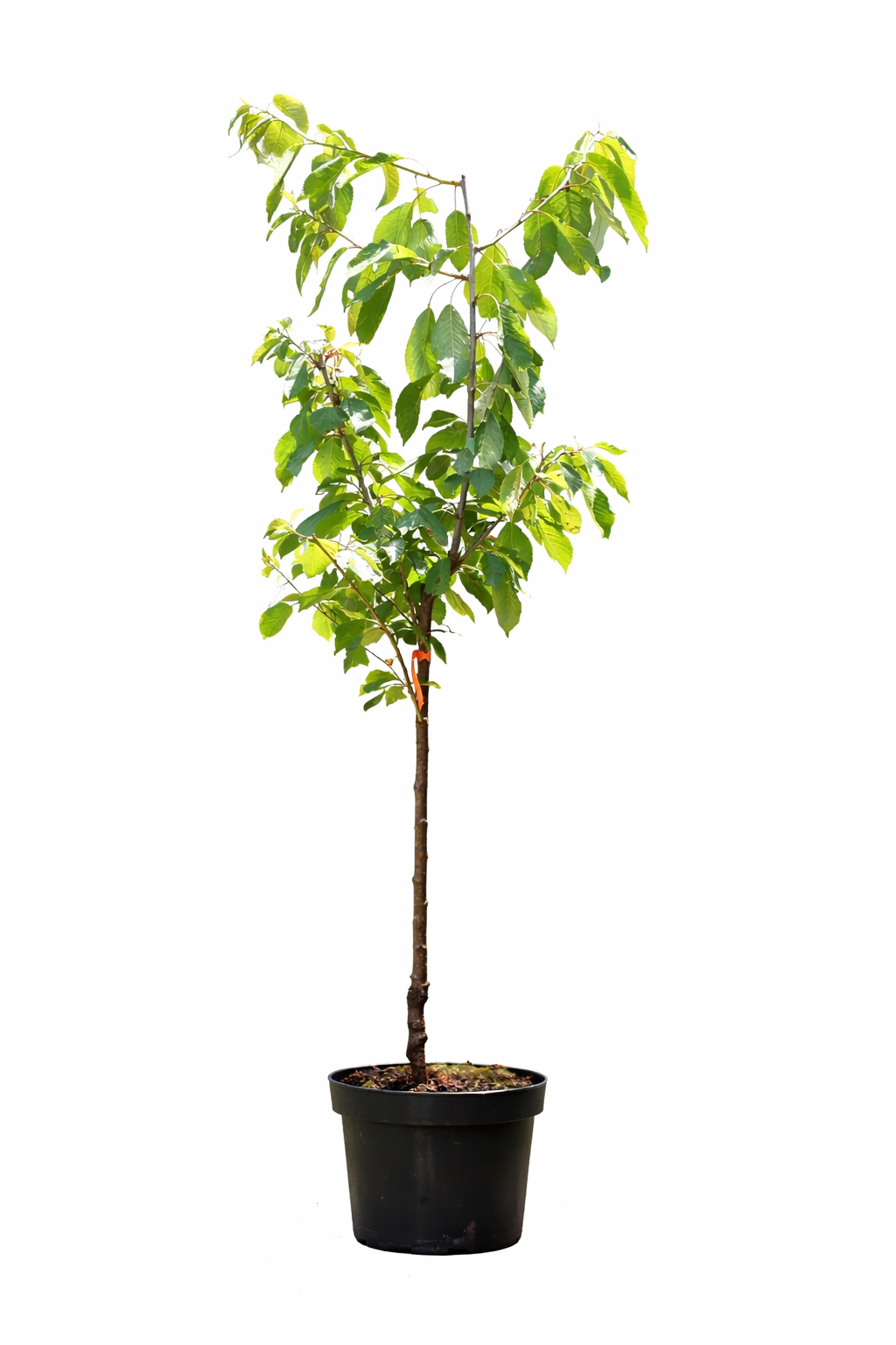 Süßkirsche ‘Lapins’ – Selbstfruchtende Kirschbaum Pflanze | Prunus avium ‘Lapins’ | Süßkirschbaum 100–120 cm – reich tragend & robust