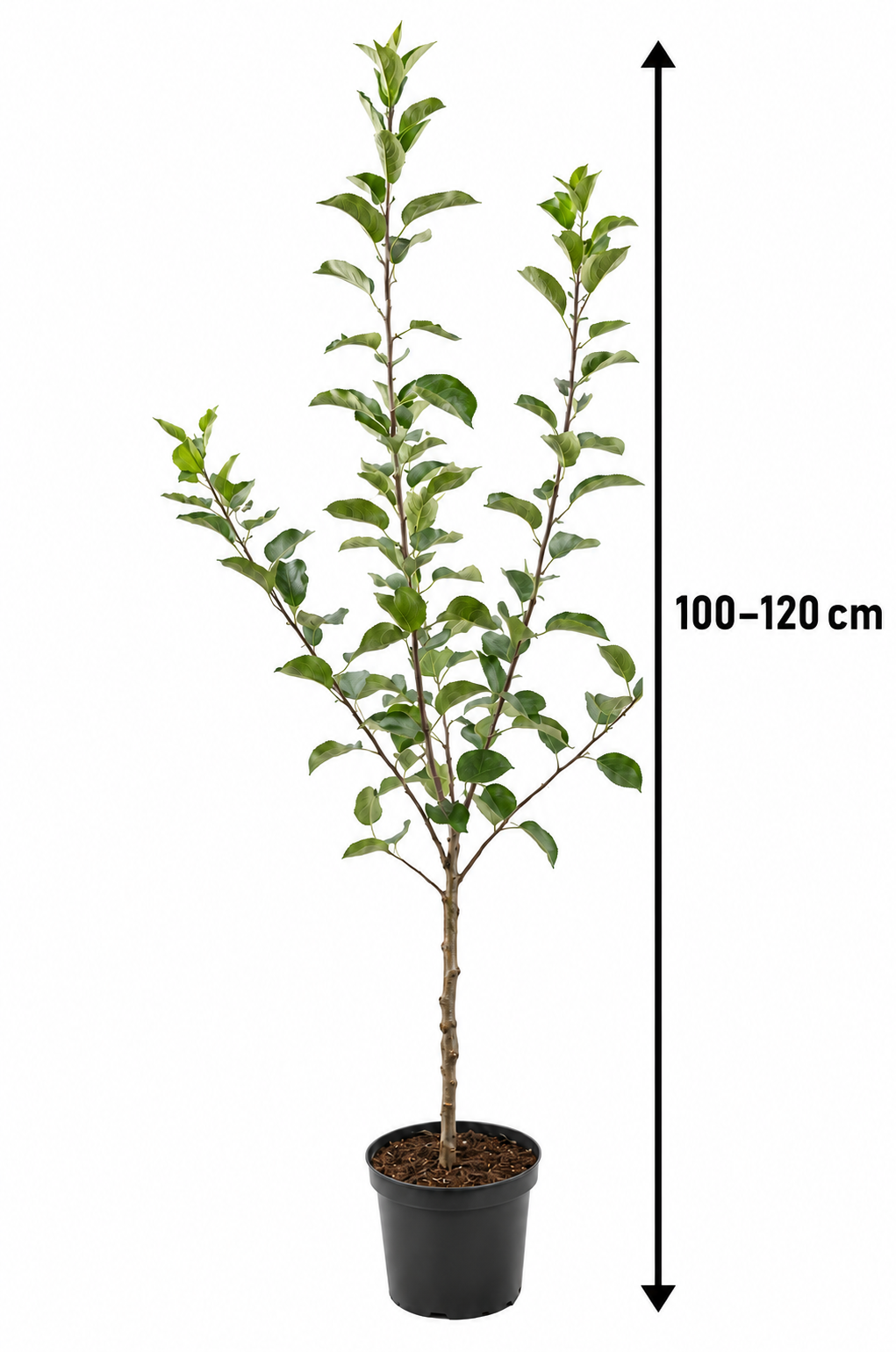 Apfelbaum Golden Delicious 100–120 cm – Malus domestica, ertragreicher Obstbaum mit süßen gelben Äpfeln