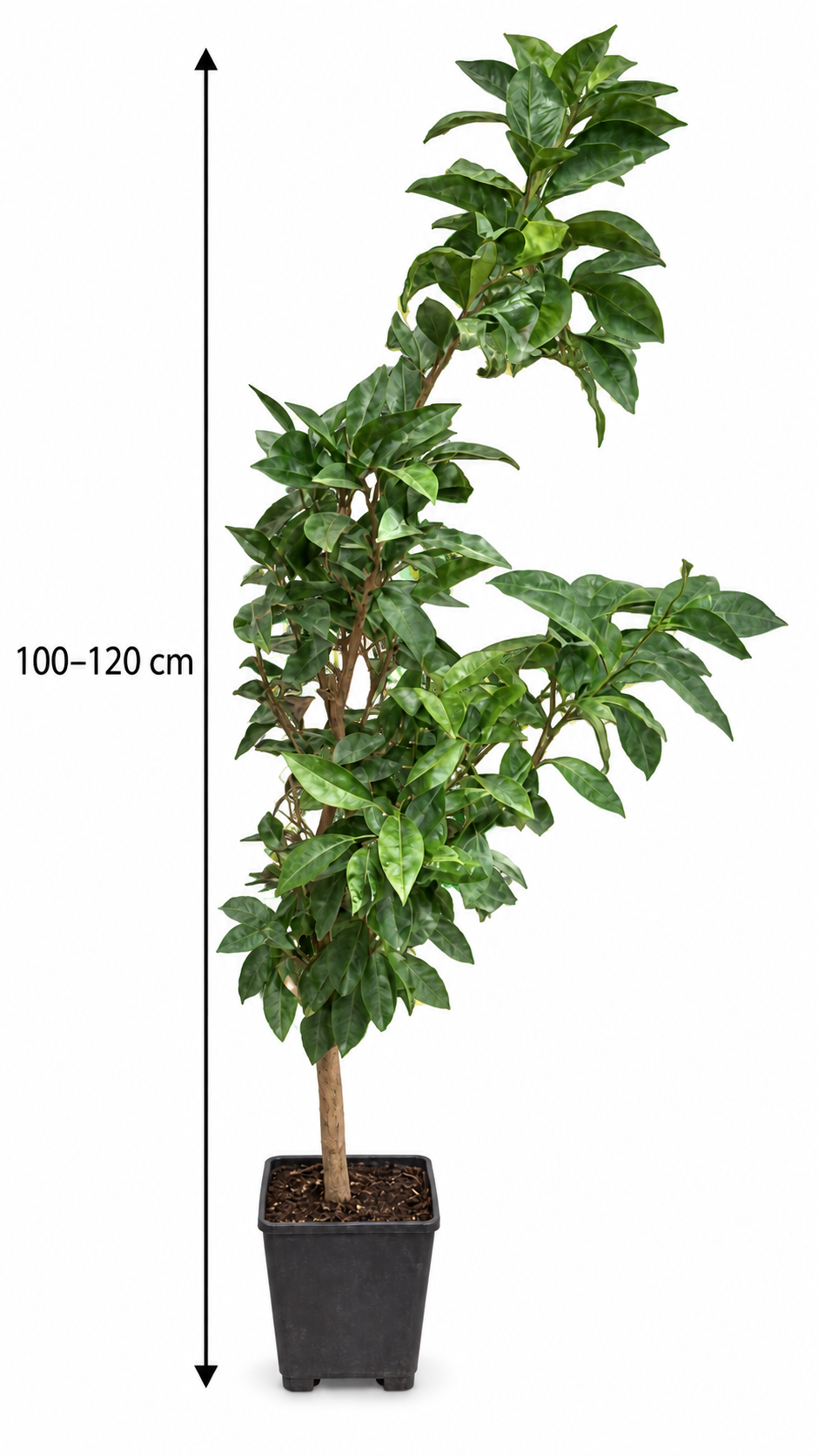 Arancio Newhall Navelorange 100–120 cm – Citrus sinensis Orangenbaum für Terrasse und Wintergarten