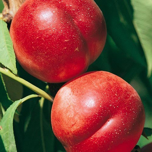 Pfirsichbaum Prunus persica ‘Polpa Bianca’ – Weißfleischiger Pfirsich, 100–140 cm, Obstbaum für Garten & Kübel
