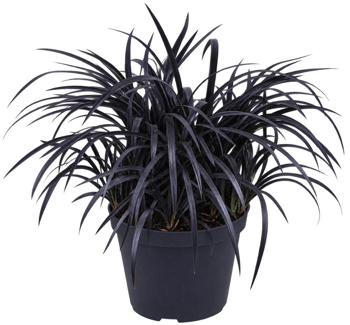 Ophiopogon planiscapus ‘Niger’ ca. 30 cm – Schwarzer Schlangenbart, immergrüner Bodendecker und dekoratives Ziergras