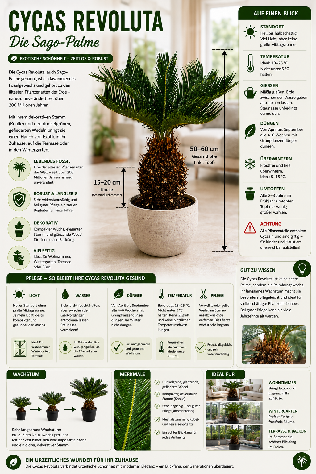 Palmfarn (Cycas revoluta) 50–60 cm – Japanischer Palmfarn mit 15–20 cm Knolle | Exotische Zimmerpflanze, Kübelpflanze & Wintergarten