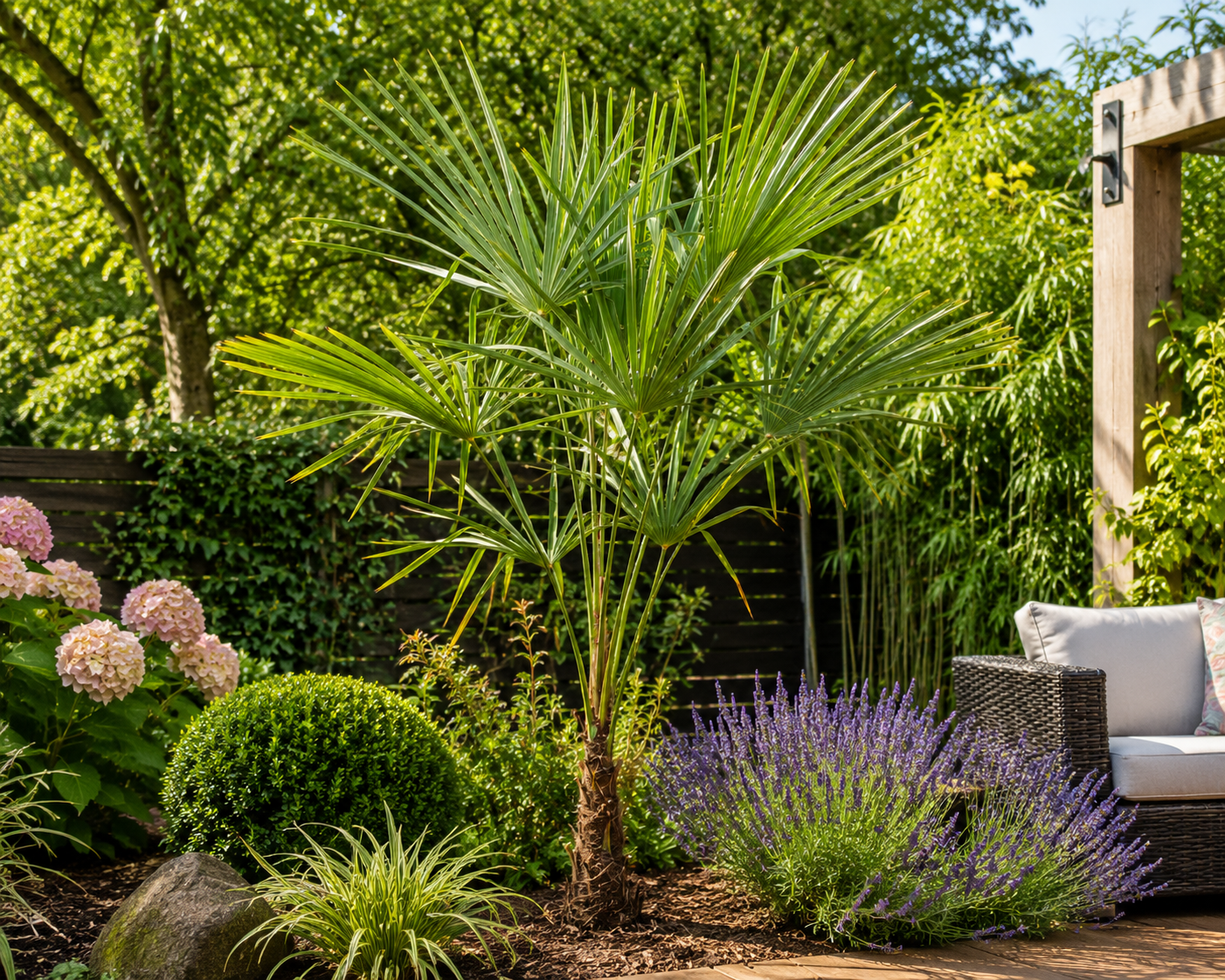 Chinesische Hanfpalme 160–180 cm – Trachycarpus fortunei – Winterharte Fächerpalme für Garten, Terrasse und Kübel