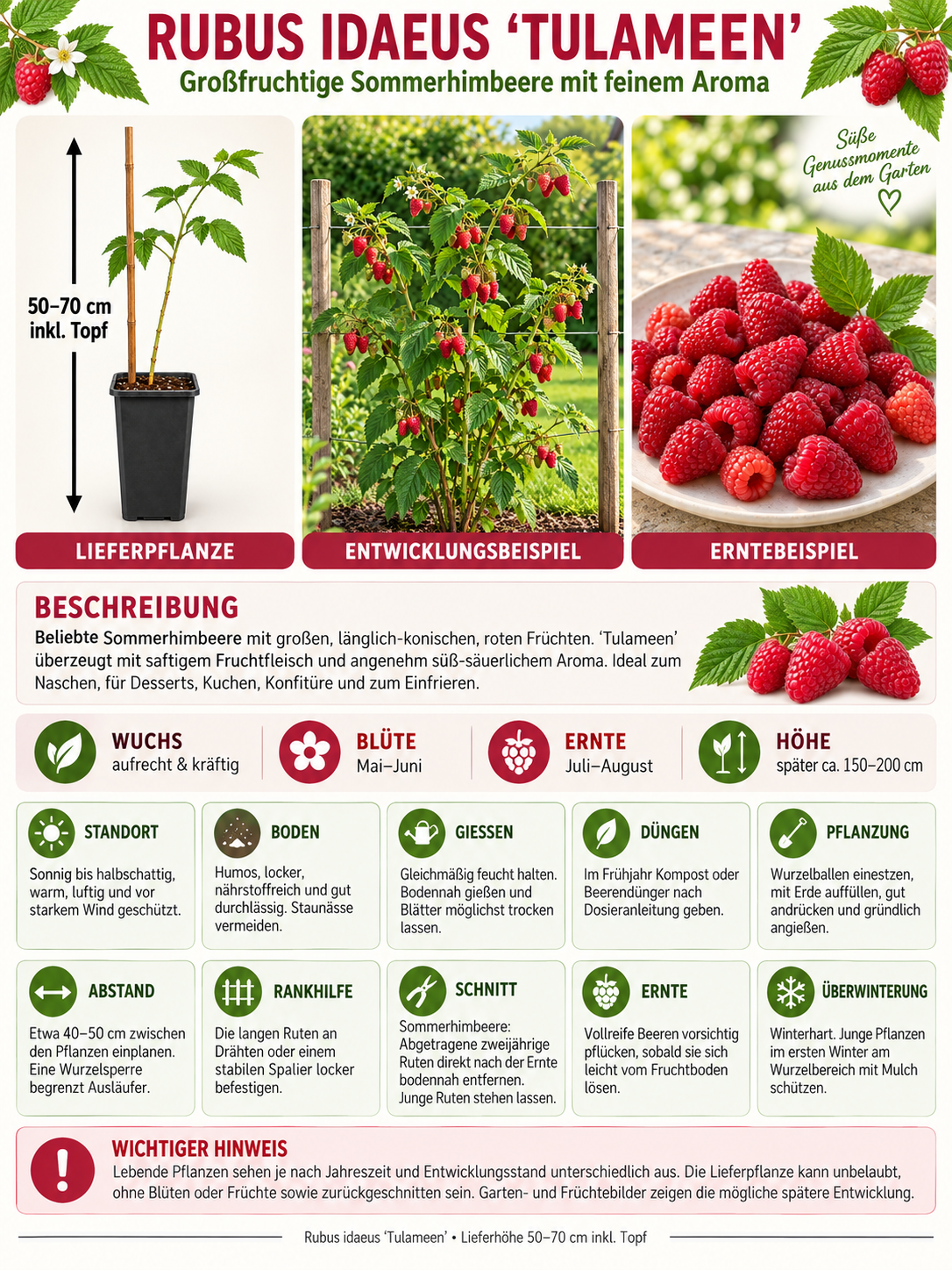 Himbeere ‘Tulameen’ 50–70 cm – Rubus idaeus Sommerhimbeere mit aromatischen Früchten