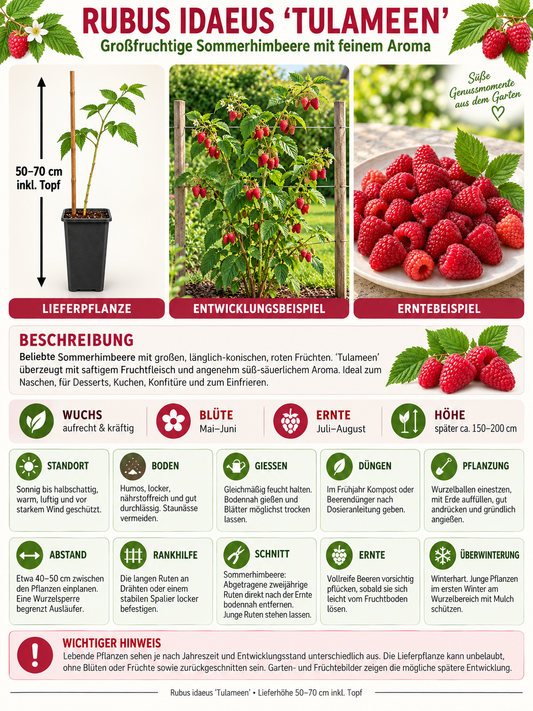 Himbeere ‘Tulameen’ 50–70 cm – Rubus idaeus Sommerhimbeere mit aromatischen Früchten