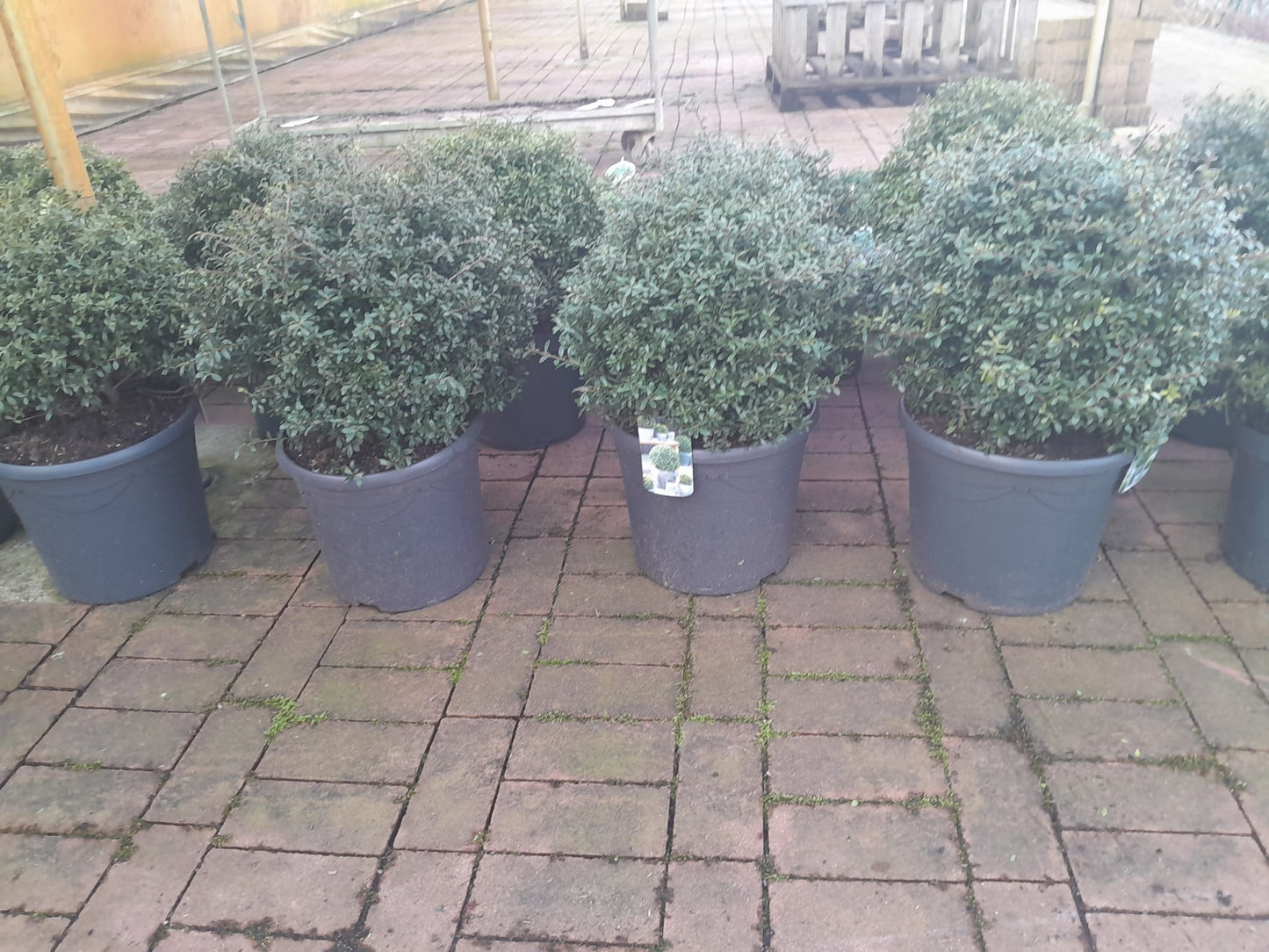 Ilex crenata 'Green Glory'  Kugel  40 cm Ø - Stechpalme Heckenpflanzen - Idealer Buchsbaum-Ersatz