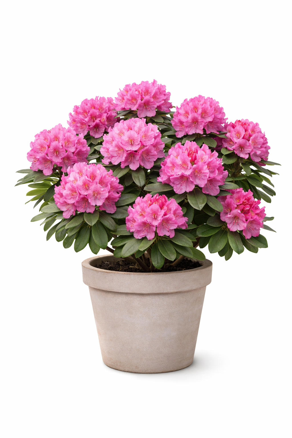 Rhododendron 'Roseum Elegans' 15–20 cm – Alpenrose, Immergrüner Zierstrauch, winterhart, rosa Blütenpracht für Garten & Balkon