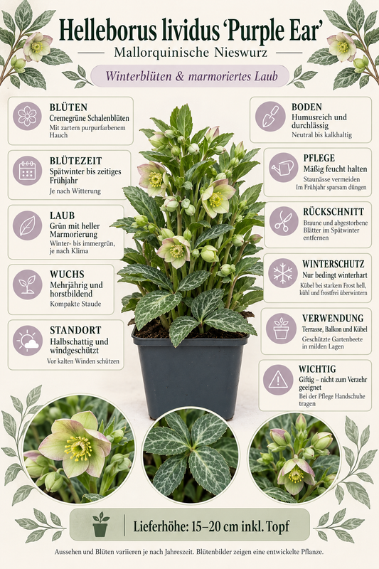 Helleborus lividus ‘Purple Ear’ – Mallorquinische Nieswurz mit marmoriertem Laub für Terrasse & Kübel – 15–20 cm inkl. Topf