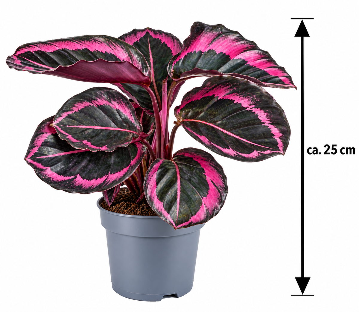 Calathea roseopicta 'Dottie' 'M' – Exotická pokojová rostlina s úžasným růžovým vzorem – Nenáročná pokojová rostlina