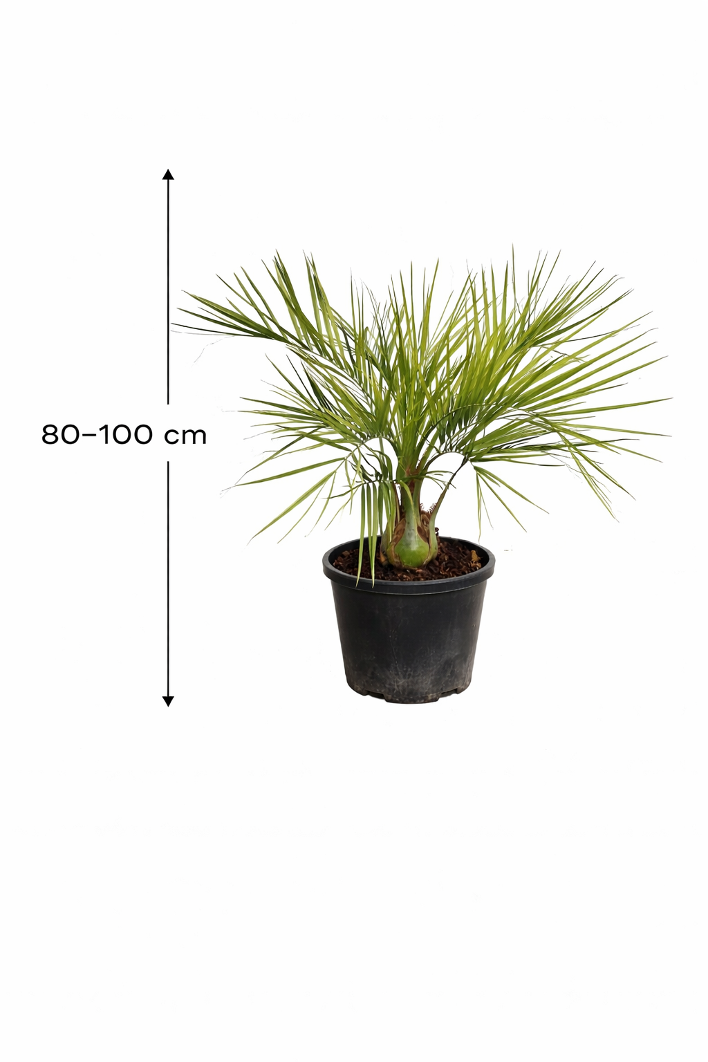 Geleepalme Butia capitata winterharte Palme 80-100 cm Kübelpflanze Jelly Palm exotische Palme winterhart