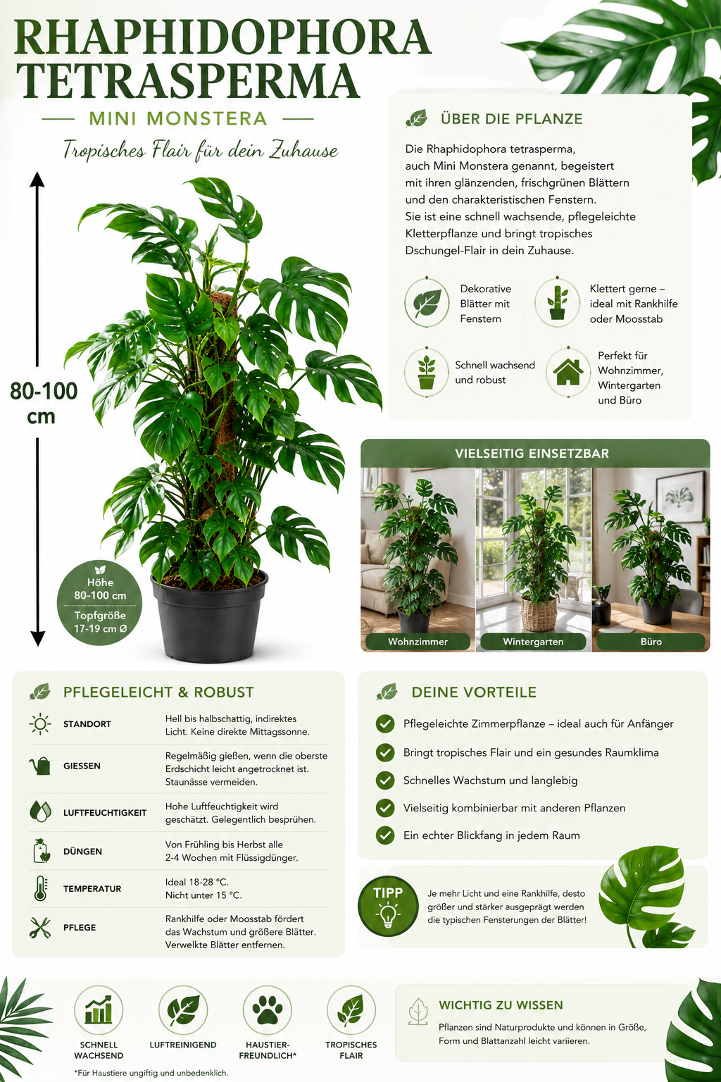 Rhaphidophora tetrasperma 80–100 cm – Mini Monstera, Fensterblatt & tropische Kletterpflanze