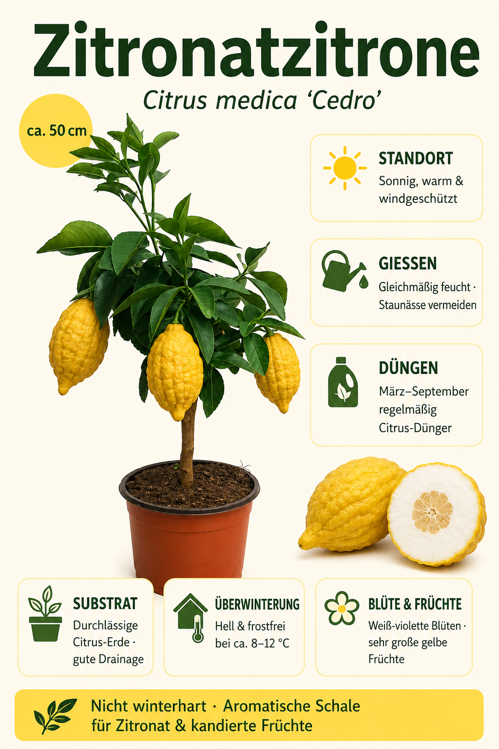 Zitronatzitrone ‘Maxima’ als Stämmchen ca. 50 cm – Citrus medica, Cedrat-Zitrone & exotischer Zitronenbaum