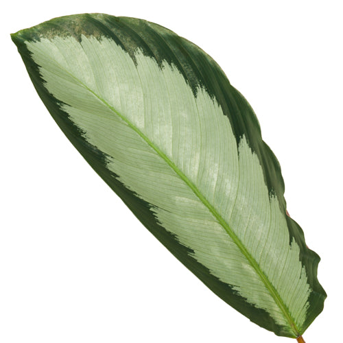 Calathea picturata 'Argentea' ca. 40 cm - Korbmarante - Grünpflanze - Zimmerpflanze - Haustierfreundlich