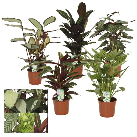 Calathea Pflanzenmix 3x ca. 65 cm Korbmarante - Pflegeleichte Zimmerpflanzen für Ihr Zuhause