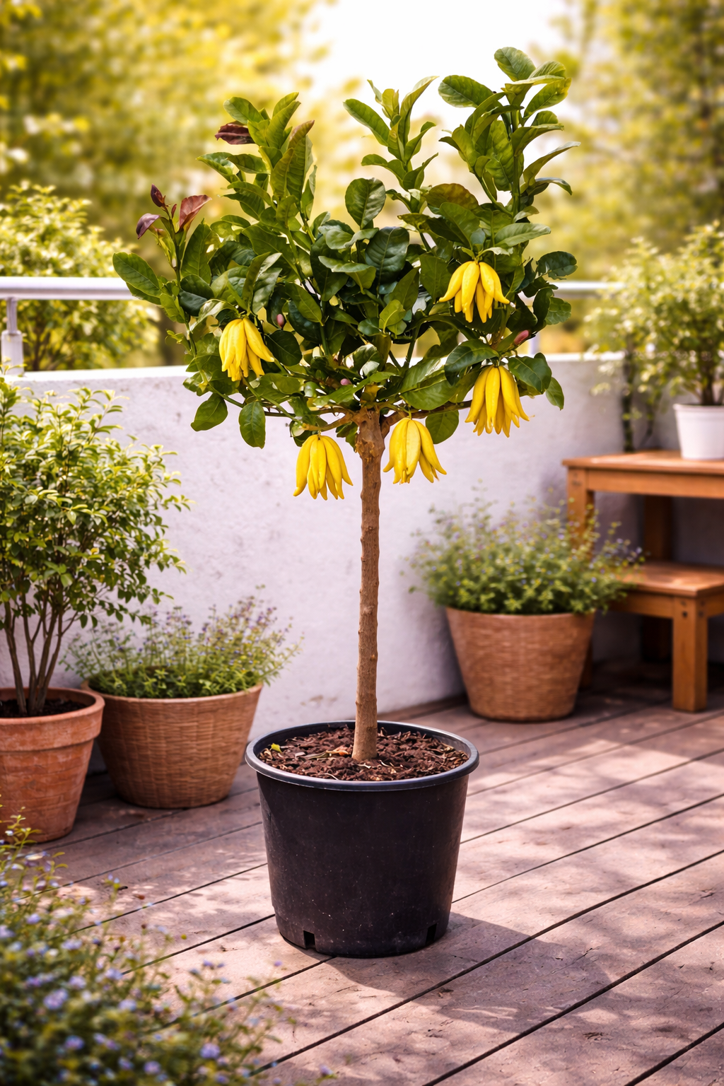 Buddhas Hand Zitrone (Citrus medica) – Exotische Zitruspflanze, 130-170 cm  Duftende Seltenheit für Ihren Garten