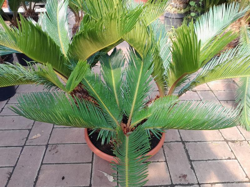 Cycas Revoluta - Schale 3 Pflanzen ca. 60 cm - Exotische Eleganz für Ihr Zuhause