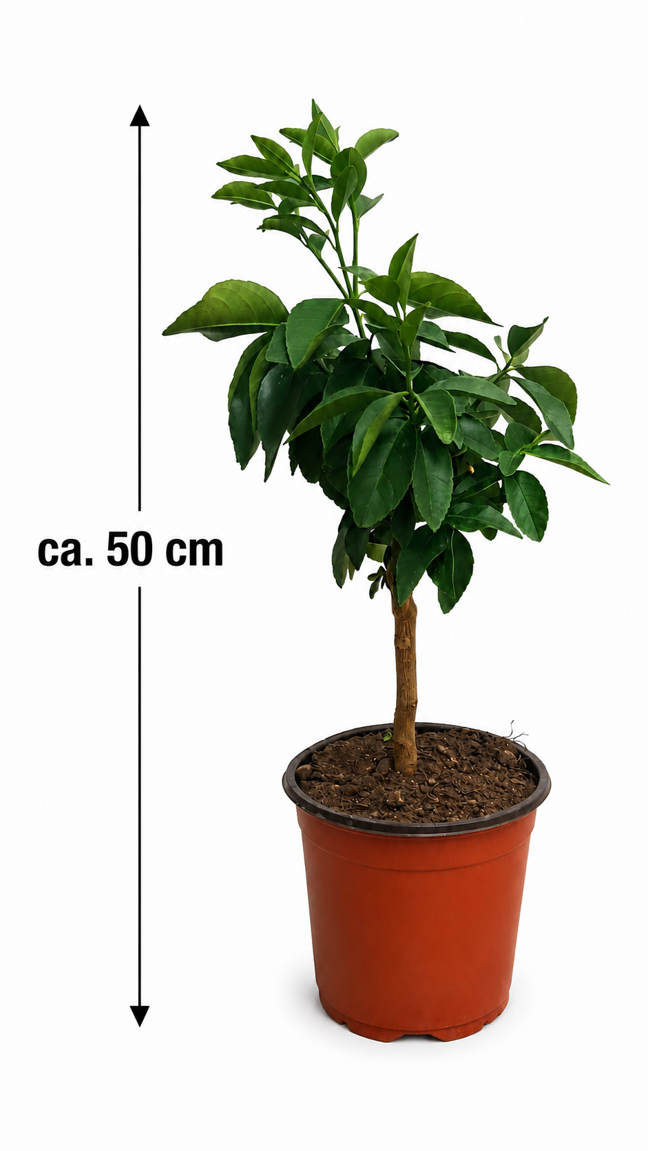 Zitronatzitrone ‘Maxima’ als Stämmchen ca. 50 cm – Citrus medica, Cedrat-Zitrone & exotischer Zitronenbaum