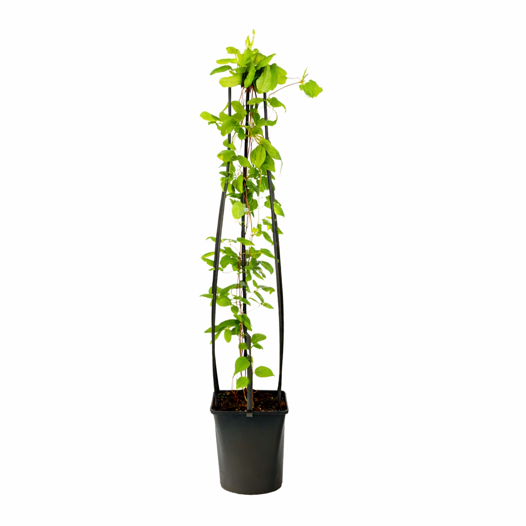 Waldrebe Clematis Ville de Lyon 60–80 cm – Kletterpflanze | Großblumige Clematis, winterhart, Garten & Balkon