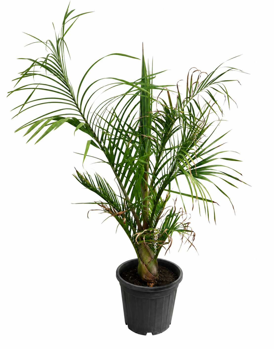 Dypsis Decaryi Dreieckspalme 120-140 cm Seltene Madagaskar Palme Exotische Zimmerpflanze
