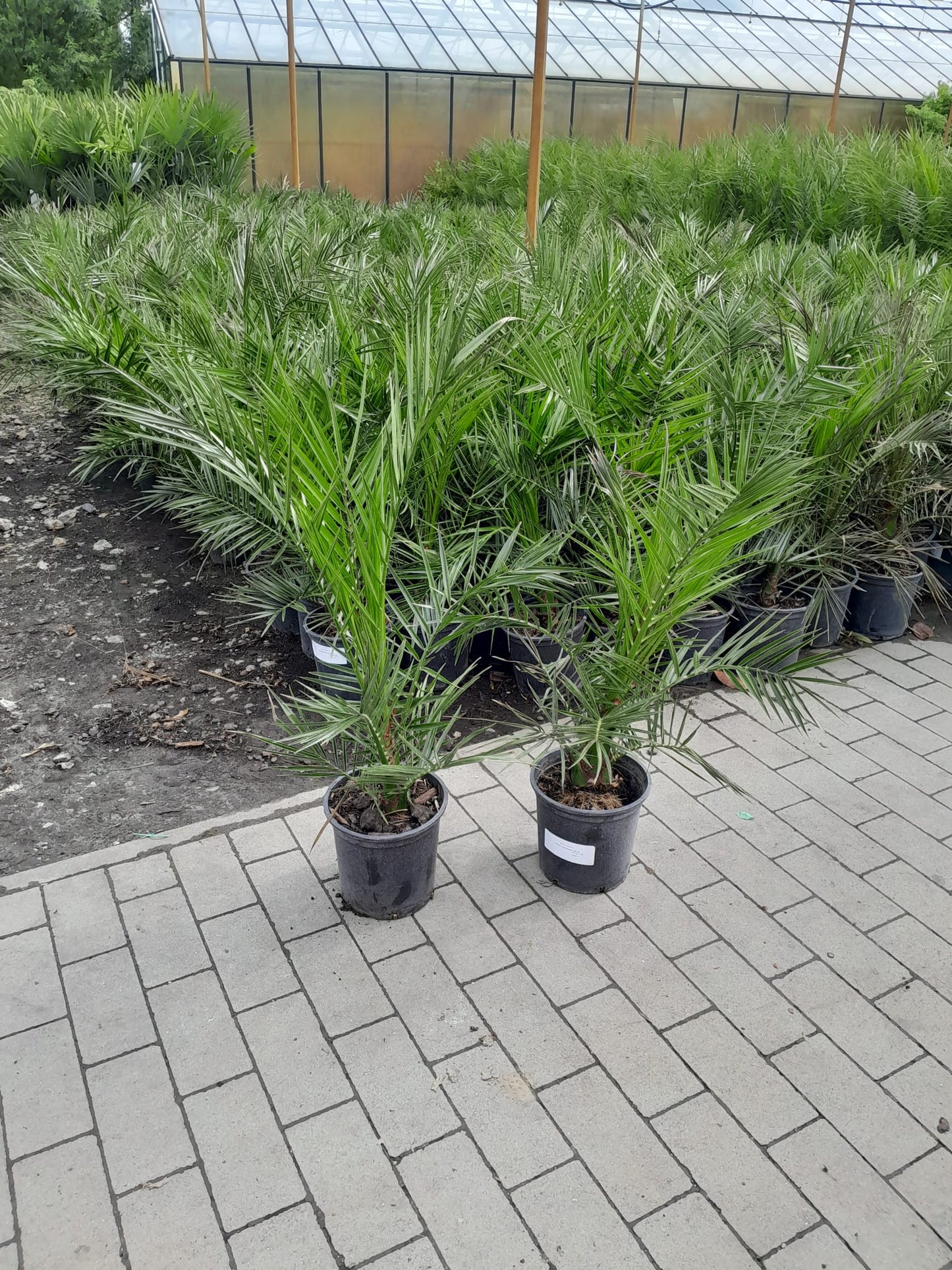 2 Stück 70-100 cm Phoenix canariensis kanarische Dattelpalme kanarische Dattelpalme kräftige Palmen keine Jungpflanzen / VERSANDKOSTENFREI