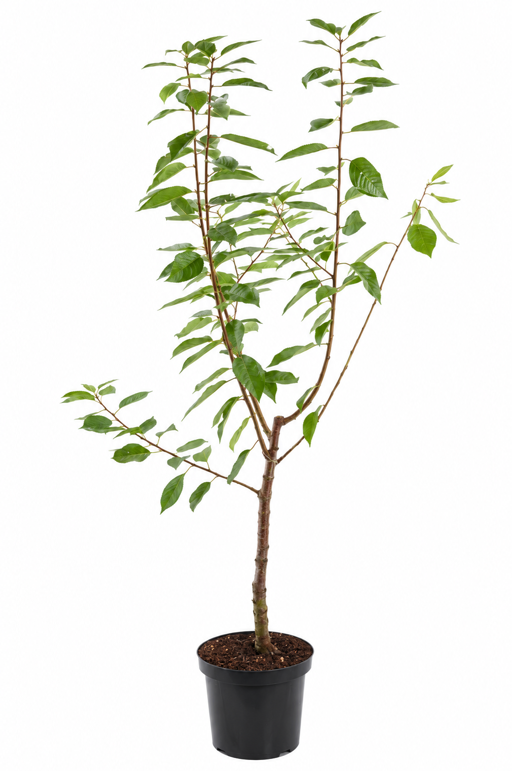 Süßkirsche ‘Regina’ 100–120 cm – Prunus avium | Dunkelrote Knorpelkirsche für Garten und Obstwiese