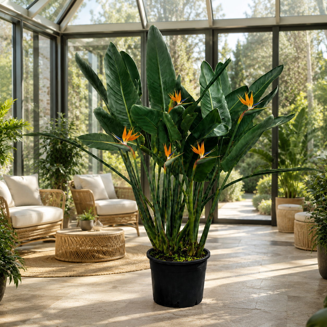 Strelitzia reginae – Paradiesvogelblume ca. 150 cm – große exotische Zimmerpflanze, Papageienblume & Königs-Strelitzie