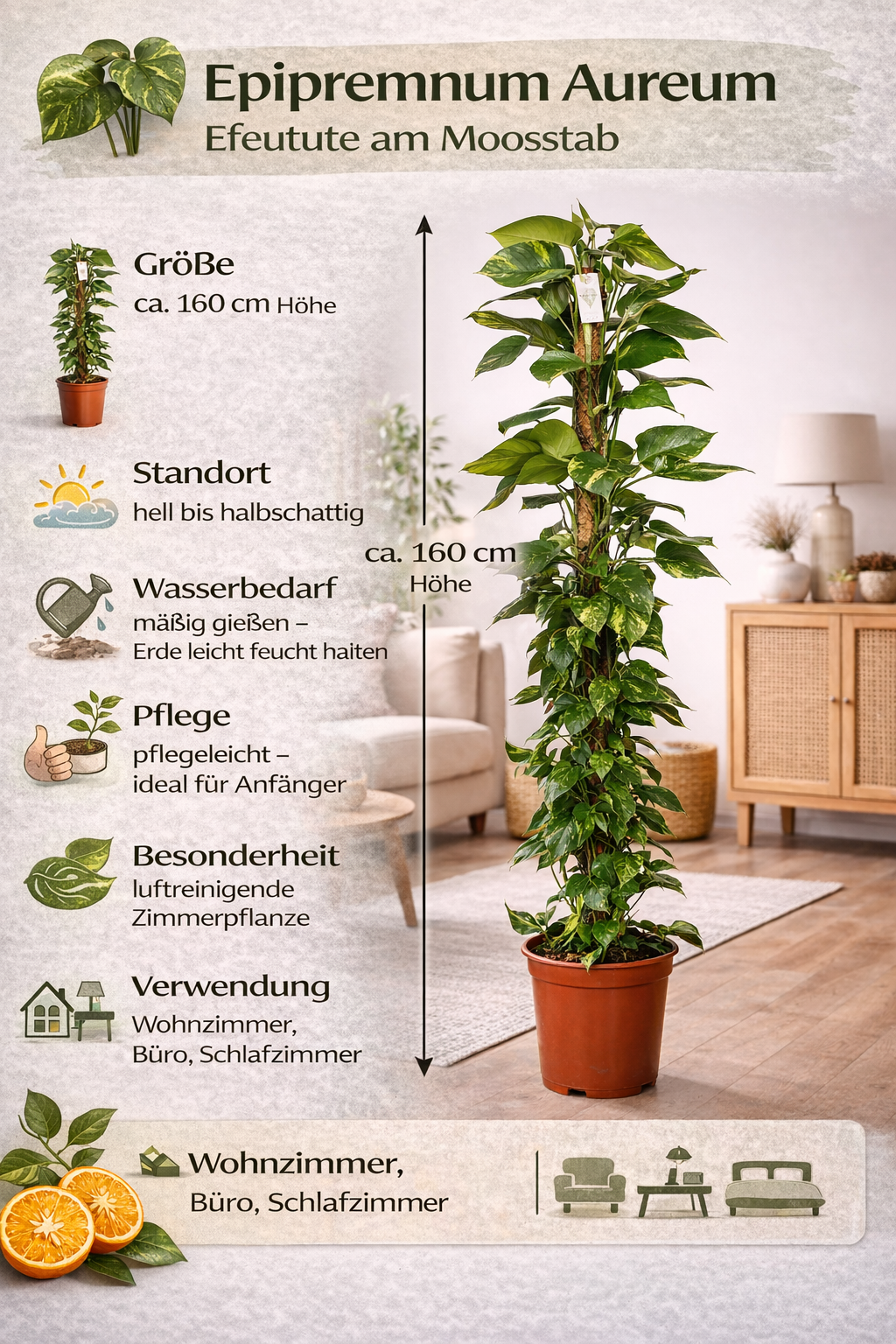 Epipremnum Aureum - Pothos na mechové tyčce Květináč Ø 27 / Výška cca. 160 cm popínavá rostlina, snadno udržovatelná závěsná rostlina, pokojová rostlina