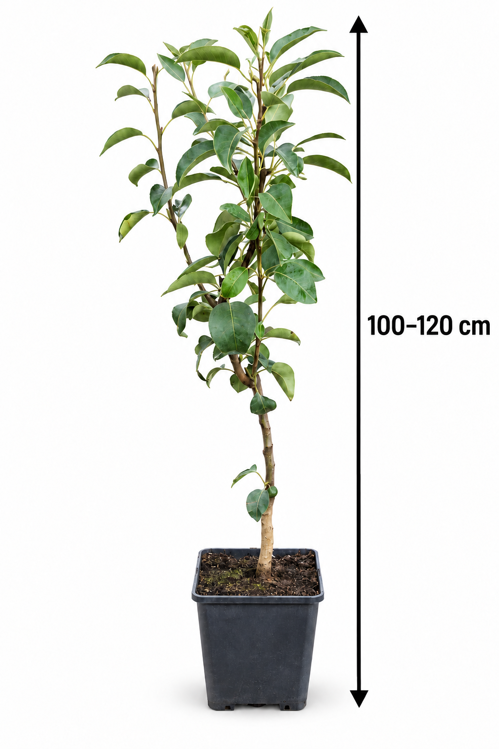 Pyrus communis 'Williams Christ' 100-120 cm hrušeň hrušeň letní hrušeň