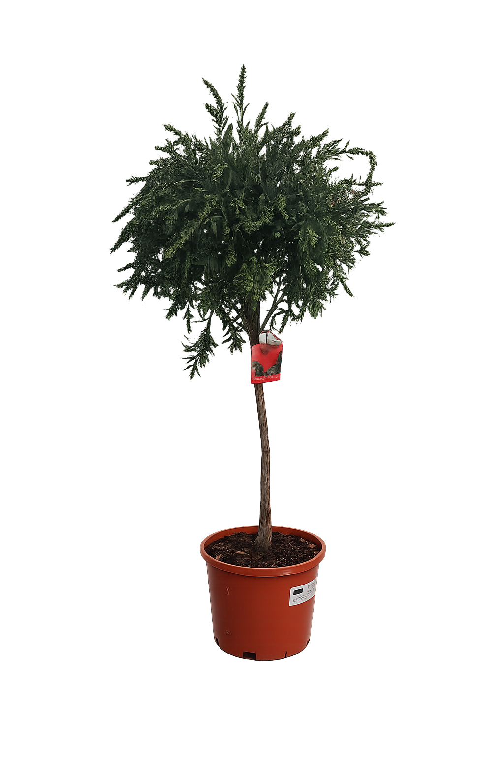 Callistemon „Masotti Mini Red“ ca. 120 cm – Zylinderputzer / Flaschenputzer – Immergrüne Kübelpflanze mit roten Blüten