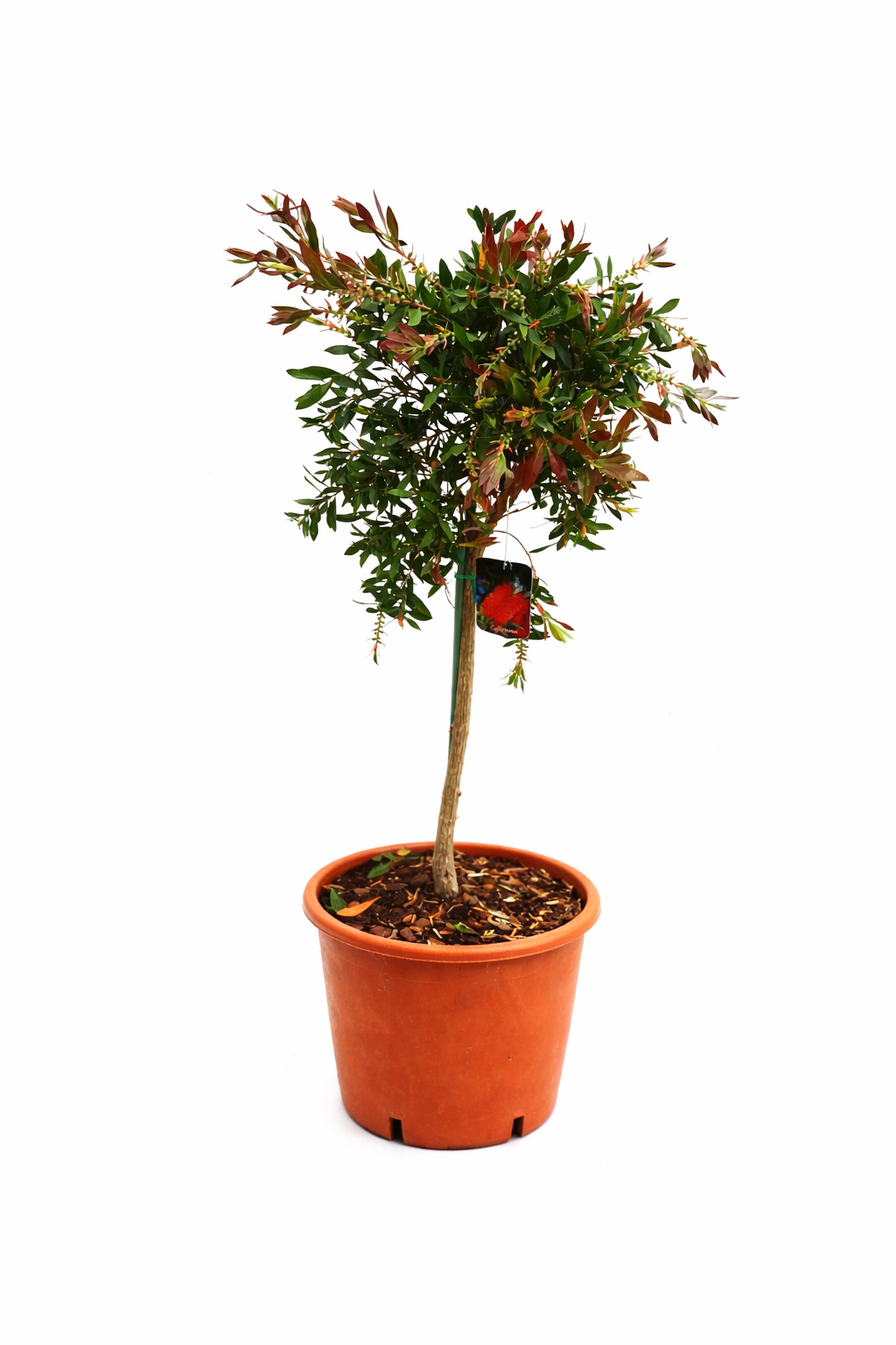 Karminroter Zylinderputzer Stämmchen (Callistemon Splendens) ca. 100 cm – Flaschenputzer Pflanze, immergrüne Kübelpflanze mit roten Blüten