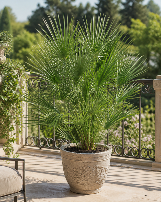 Speciální nabídka: Odolná zakrslá palma 140-170 cm – Chamaerops humilis (evropská zakrslá palma) do zahrady a na terasu