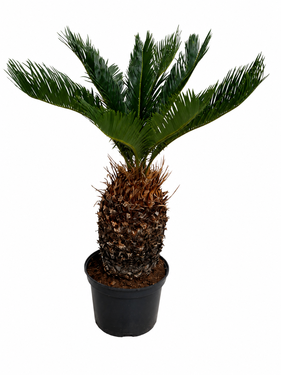 Palmfarn (Cycas revoluta) ca. 70 cm – Japanischer Palmfarn mit 20–30 cm Knolle | Exotische Zimmerpflanze, Kübelpflanze & Wintergarten