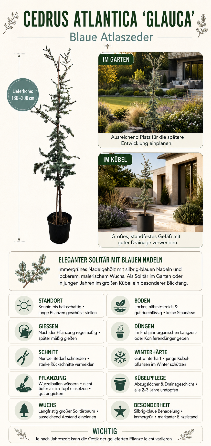 Blaue Atlaszeder ‘Glauca’ 180–200 cm – Cedrus atlantica, winterharter Nadelbaum für Garten & Kübel