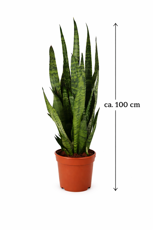Sansevieria Zeylanica – Bogenhanf ca. 100 cm | Luftreinigende Zimmerpflanze für bessere Raumluft