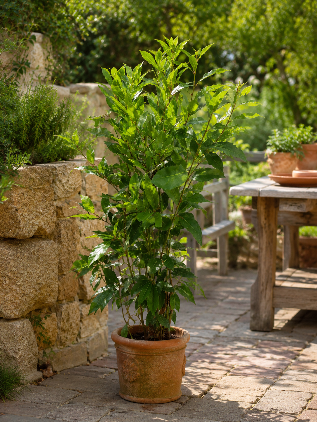Echter Gewürzlorbeer (Laurus nobilis) – winterhart bis -10 °C, 60–80 cm inkl. Topf – aromatischer Lorbeerbaum für Garten & Küche