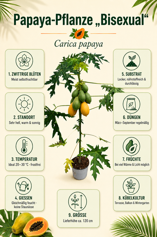 Papaya Pflanze „Bisexual“ ca. 120 cm – Carica papaya, exotischer Papayabaum als Zimmer- und Kübelpflanze