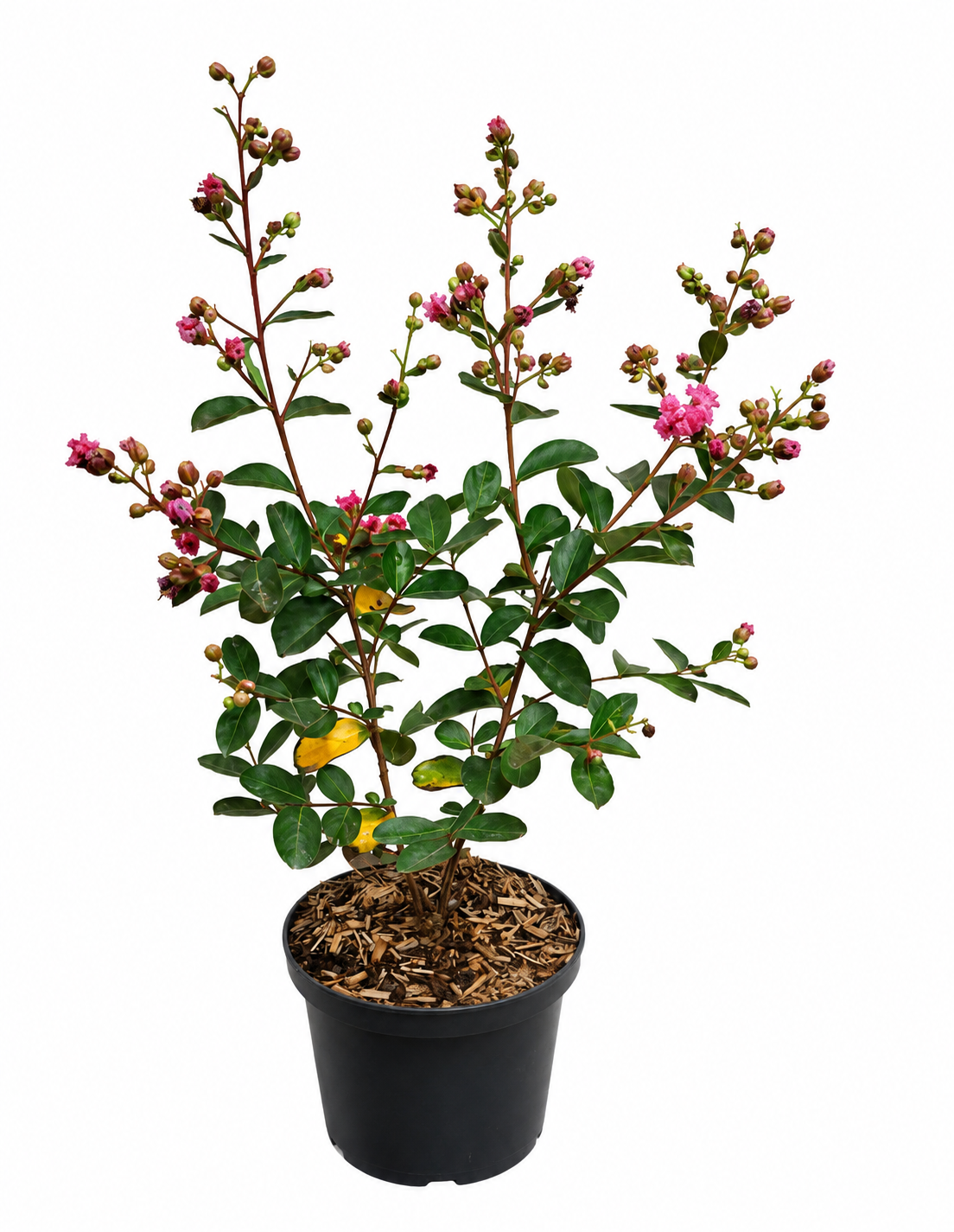 Lagerstroemia indica Purple 40–60 cm – Violette Kreppmyrte im 2,5-Liter-Topf – Flieder des Südens für Garten und Kübel