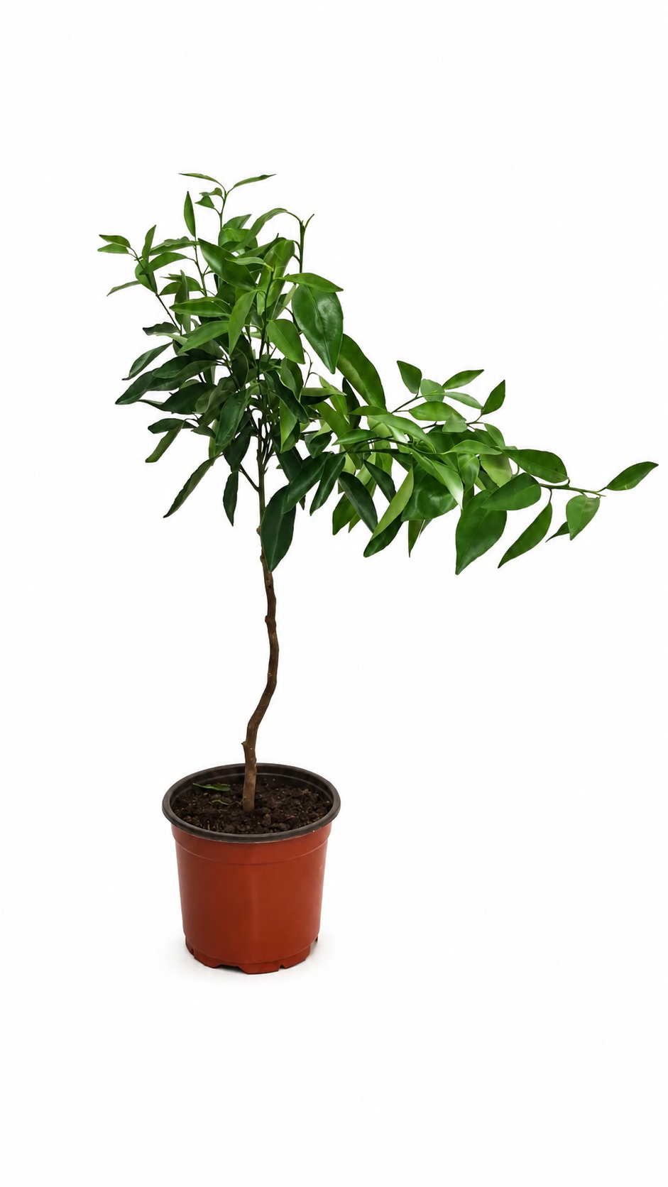 Satsuma-Pflanze als Stämmchen ca. 50 cm – Citrus unshiu, Japanische Mandarine & winterharter Zitrusbaum