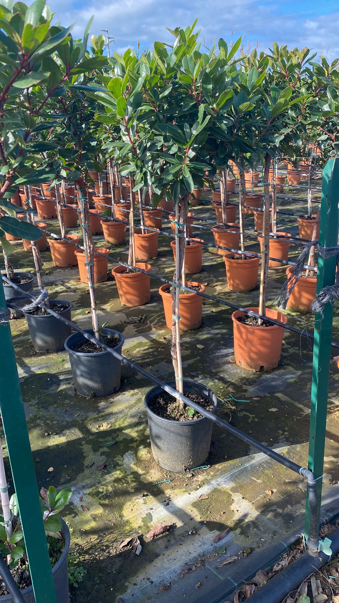 Erdbeerbaum Arbutus unedo -Erdbeerstrauch - Winterblüher und mediterranes Gehölz