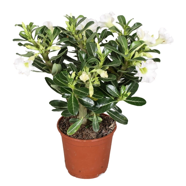 Adenium obesum - Wüstenrose - Topf 10,5cm - Höhe 25-40cm Zimmerpflanzen