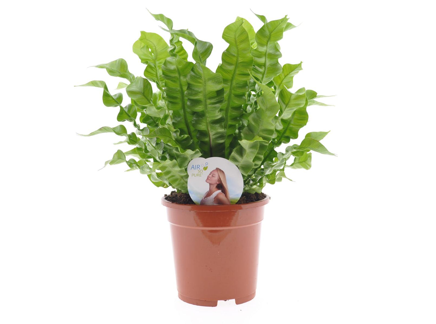 Asplenium nidus Crispy Wave ca 30 cm Nestfarn Zimmerpflanze Farn Grünpflanze pflegeleicht