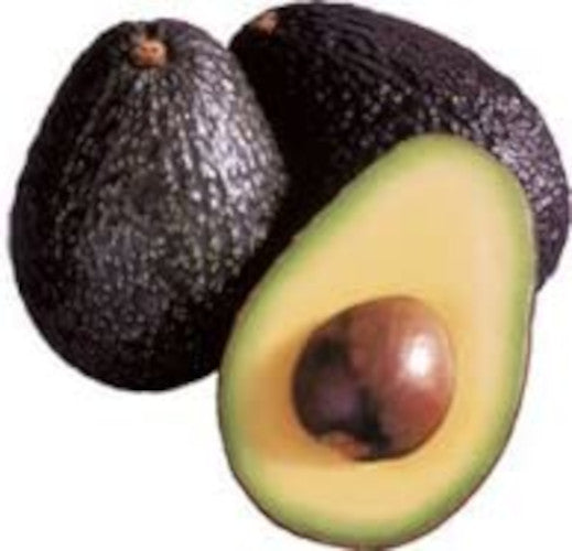 Persea americana - Avocado Hass kaufen – Dein eigener Avocadobaum für frische Früchte