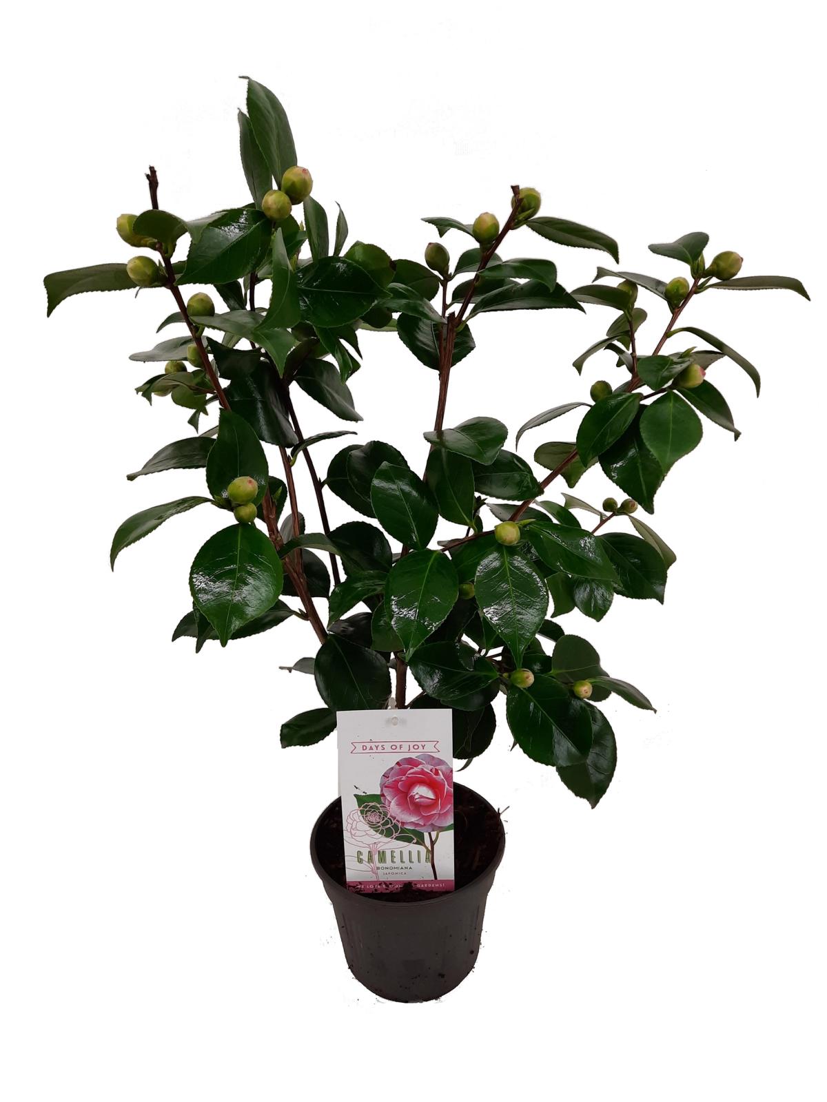 Camellia japonica – Japanische Kamelie | Immergrüne Blühpflanze mit eleganten Blüten – Gesamthöhe 60–80 cm
