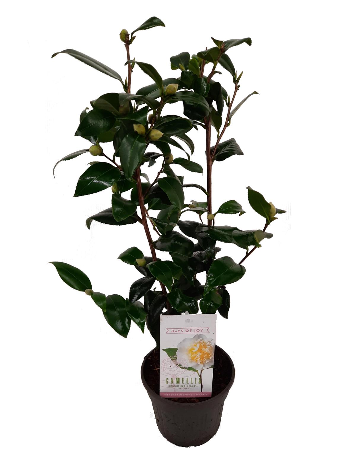 Camellia japonica – Japanische Kamelie | Immergrüne Blühpflanze mit eleganten Blüten – Gesamthöhe 60–80 cm
